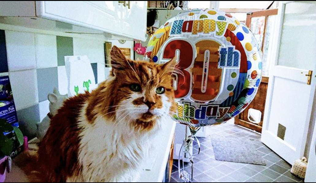 NieuwNieuws: Oudste kat ter wereld overleden op 31-jarige leeftijd