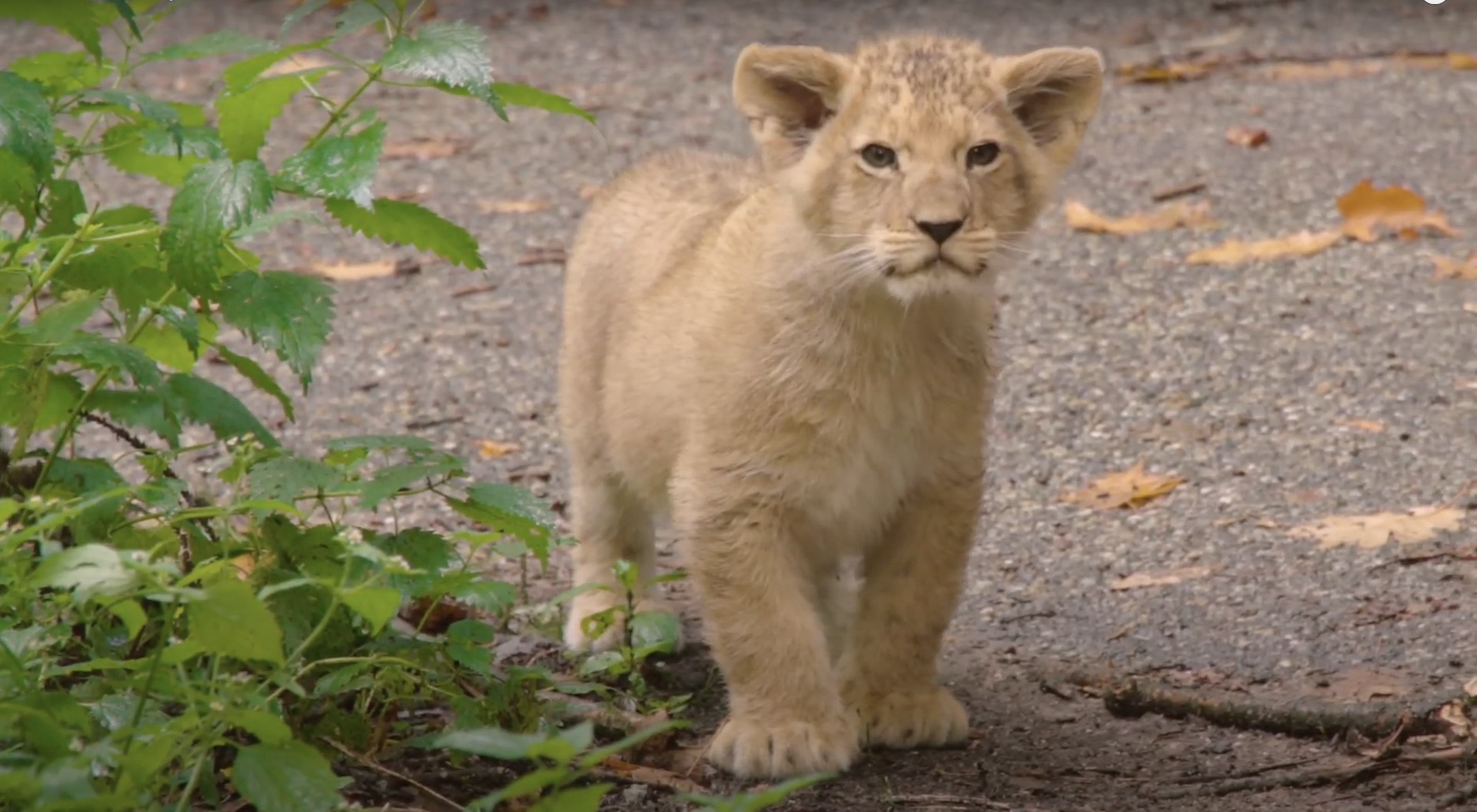 NieuwNieuws: VIDEO - Leeuwenwelpjes Burgers' Zoo voor het eerst buiten