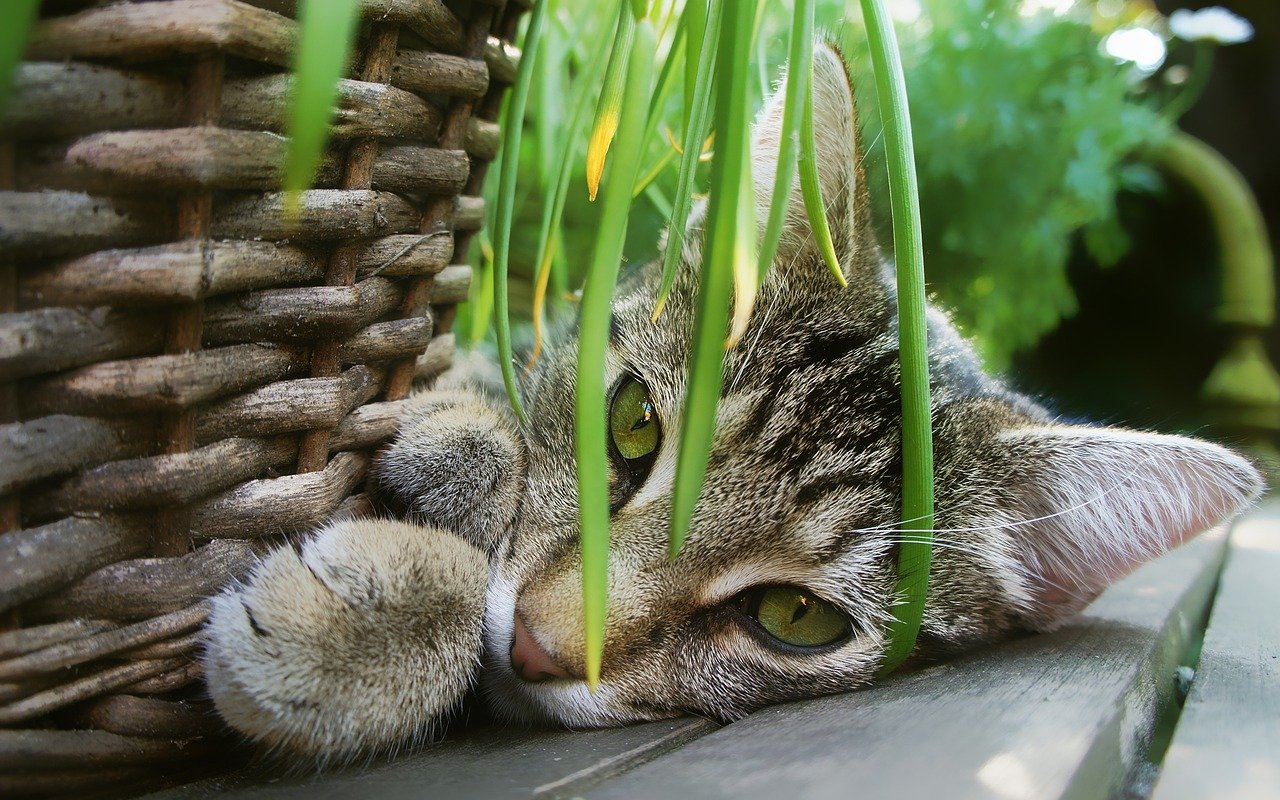 Poes wil niet uit boom, brandweer zaagt boom om.